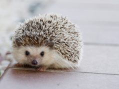 A Hedgehog